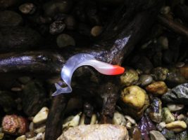 ORKA SILIKONSKA VARALICA-SIRENA 12CM